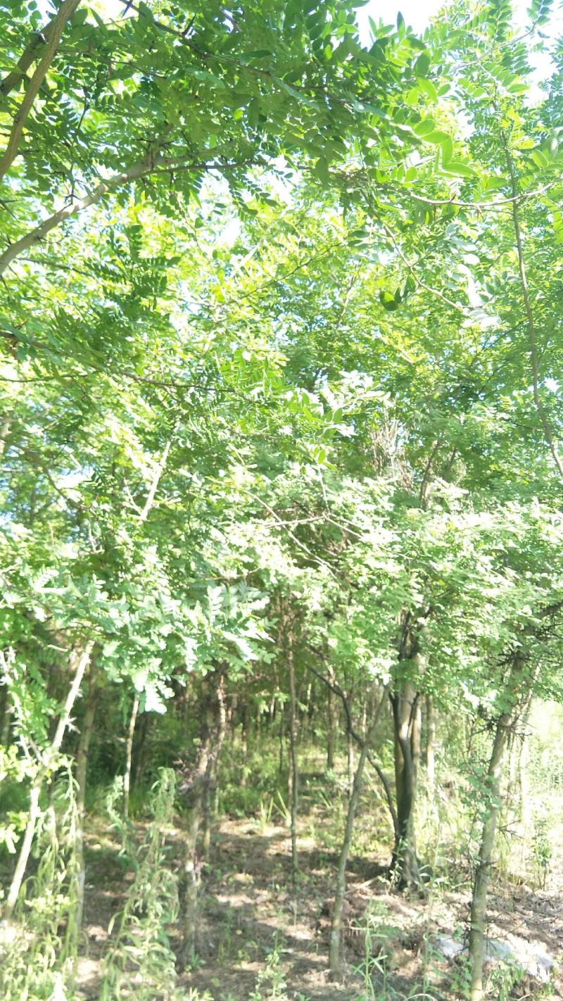 3公分-10公分皂角树，苗圃货