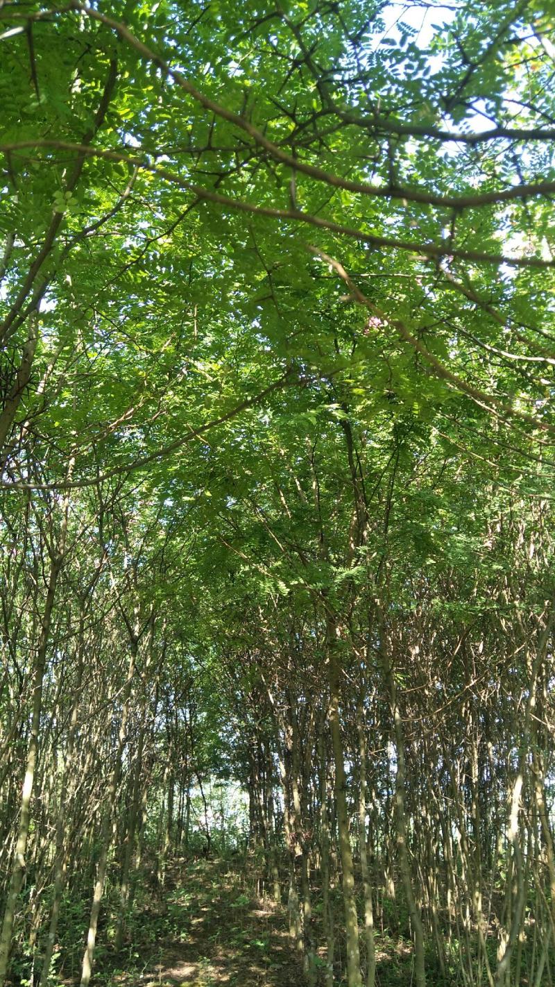3公分-10公分皂角树，苗圃货