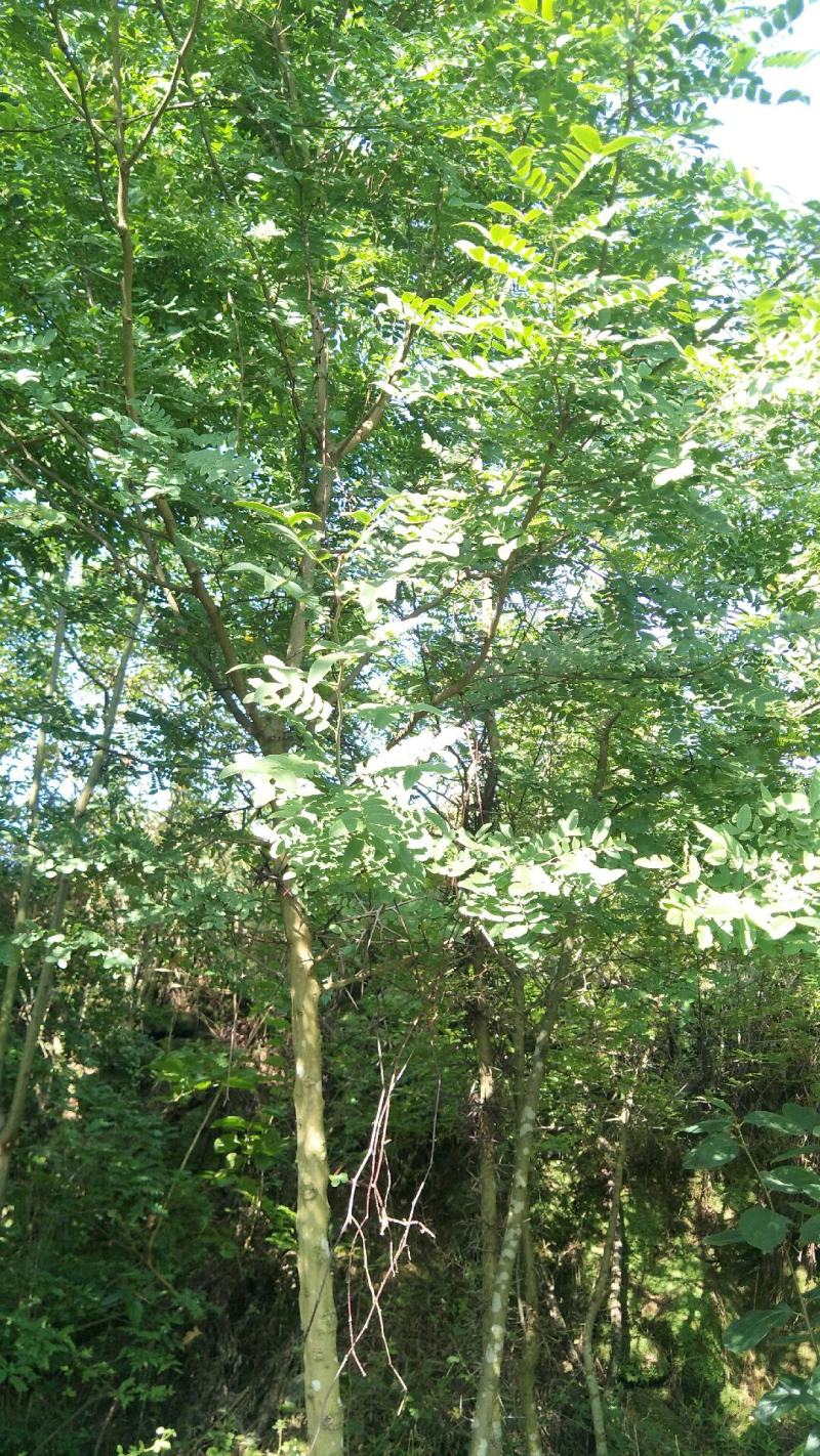 3公分-10公分皂角树，苗圃货