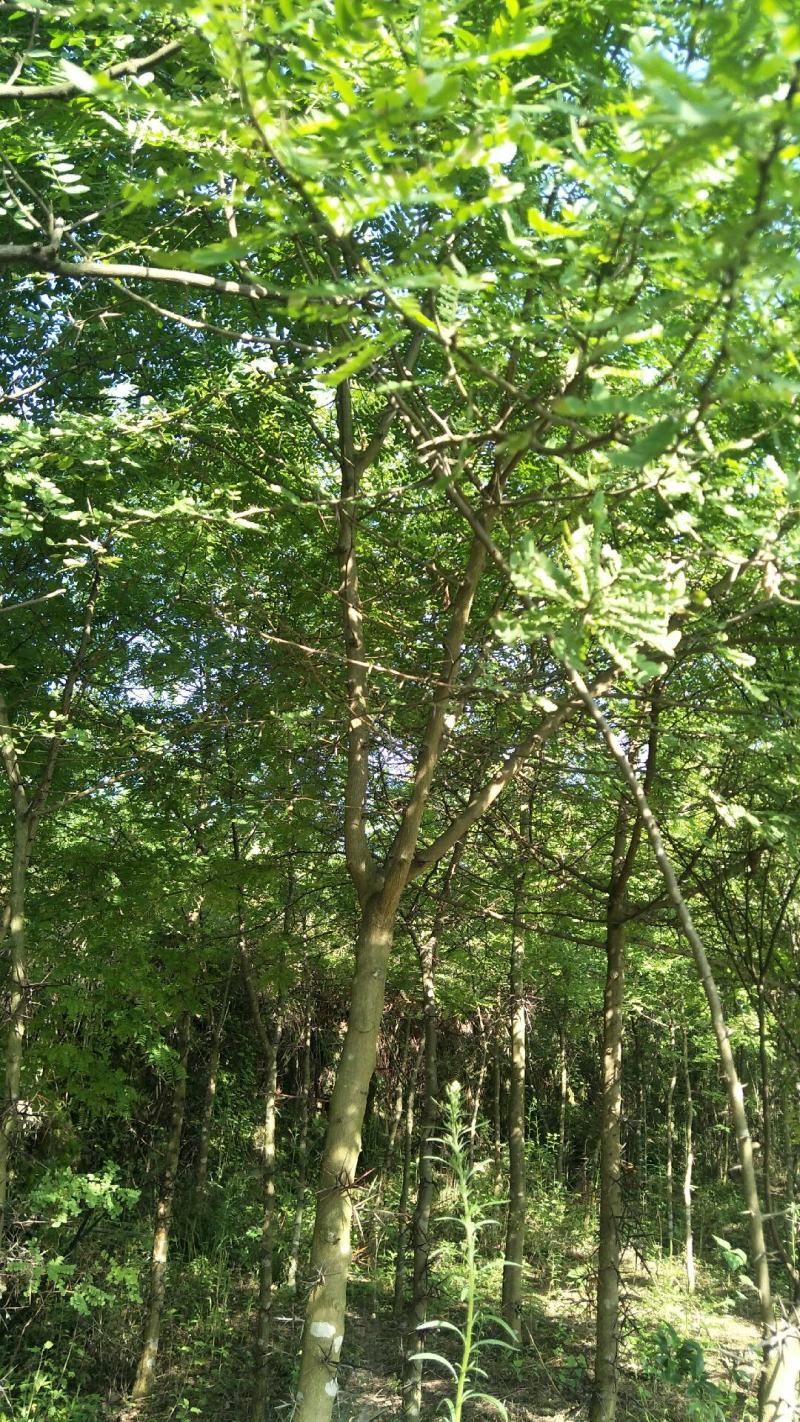 3公分-10公分皂角树，苗圃货