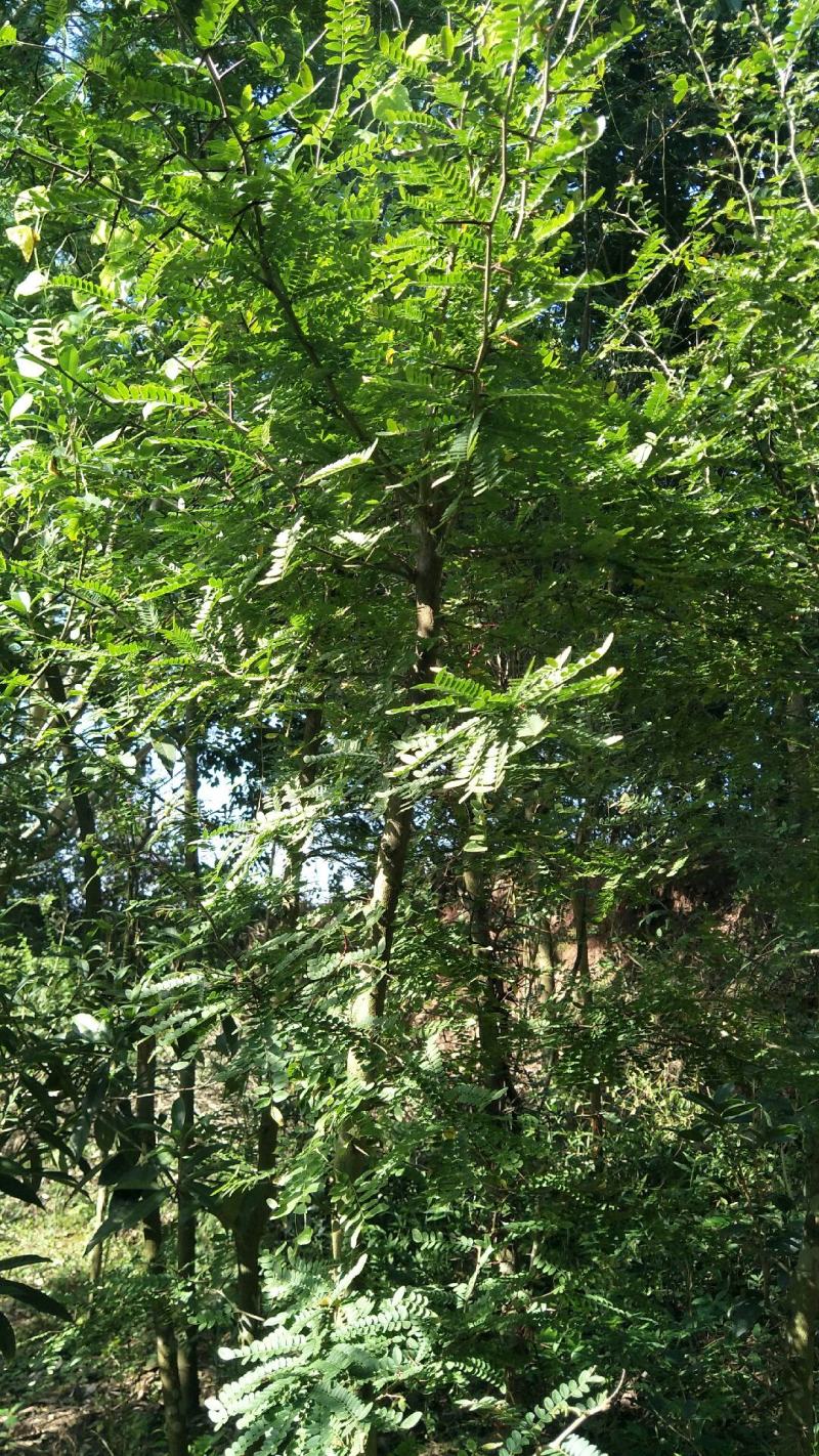 3公分-10公分皂角树，苗圃货