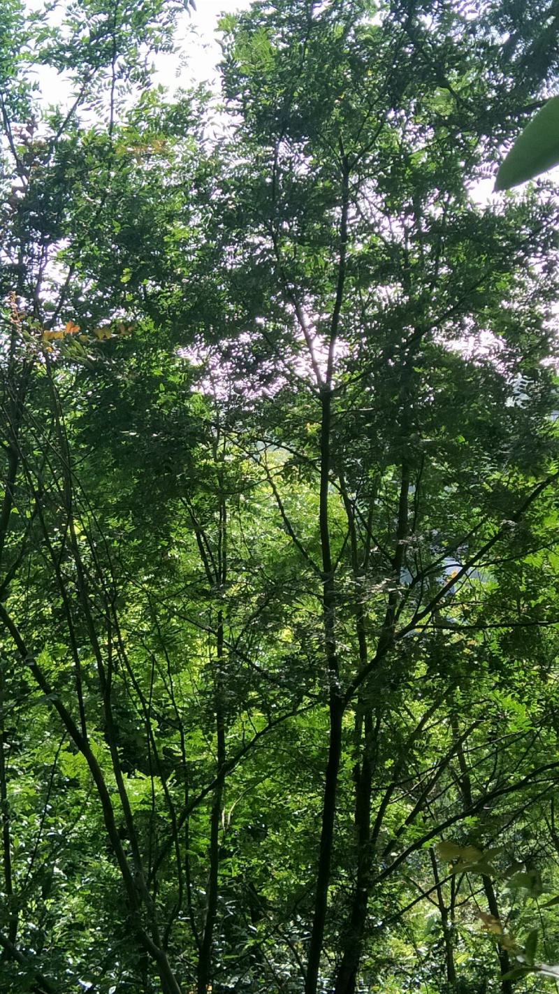 3公分-10公分皂角树，苗圃货