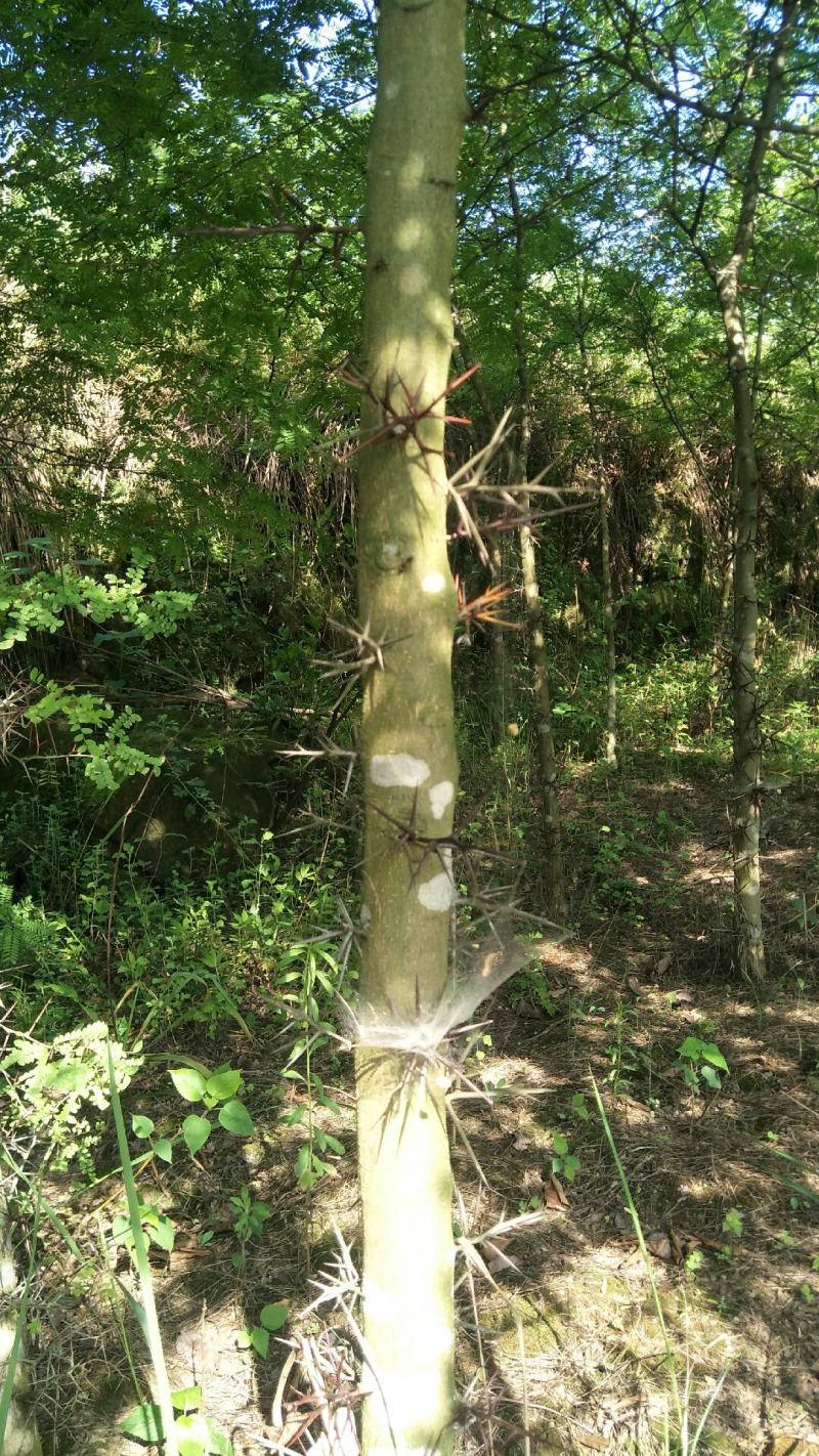 3公分-10公分皂角树，苗圃货
