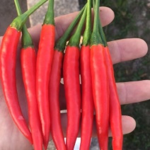 新鲜的艳红辣椒大量上市批发