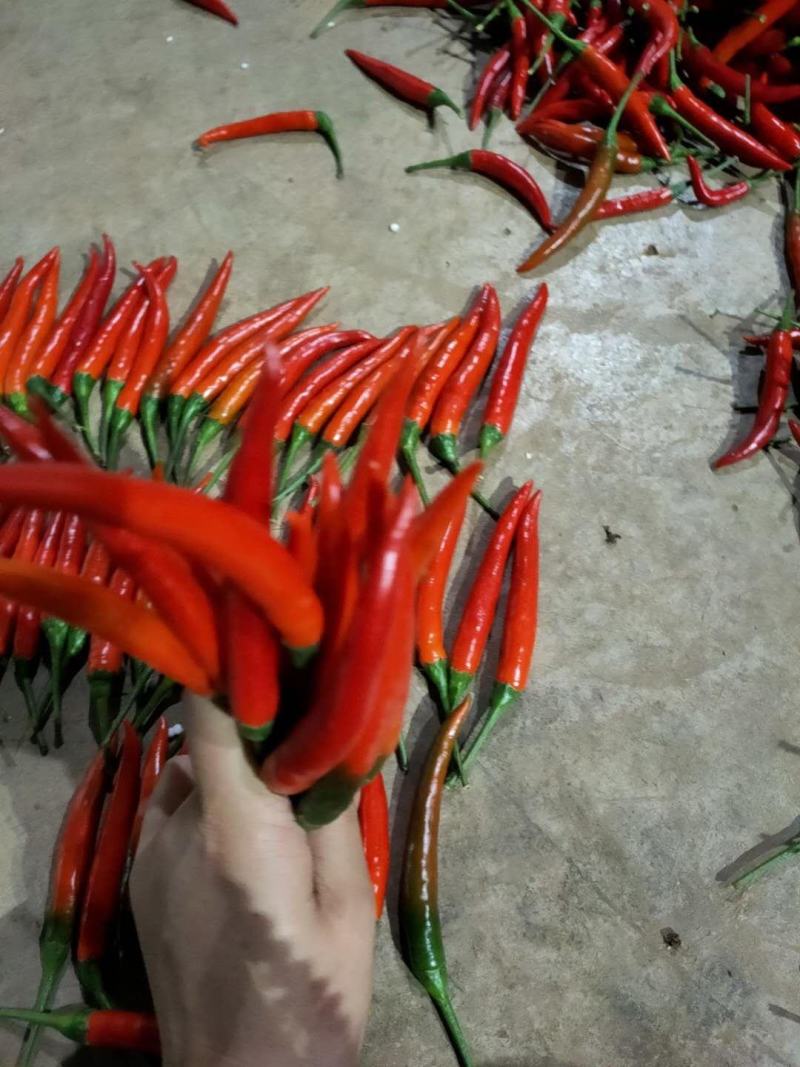 新鲜的艳红辣椒大量上市批发