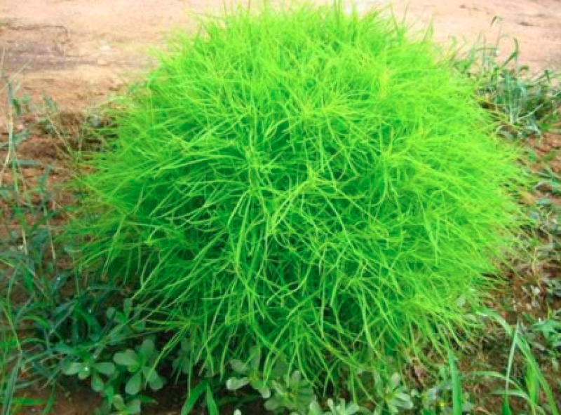 各种芒类细径针芒营养杯苗各种绿化苗木时令花卉