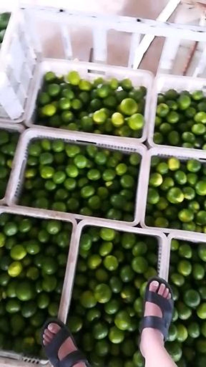 优选宜昌特早蜜桔柑桔果形好细皮汁水多