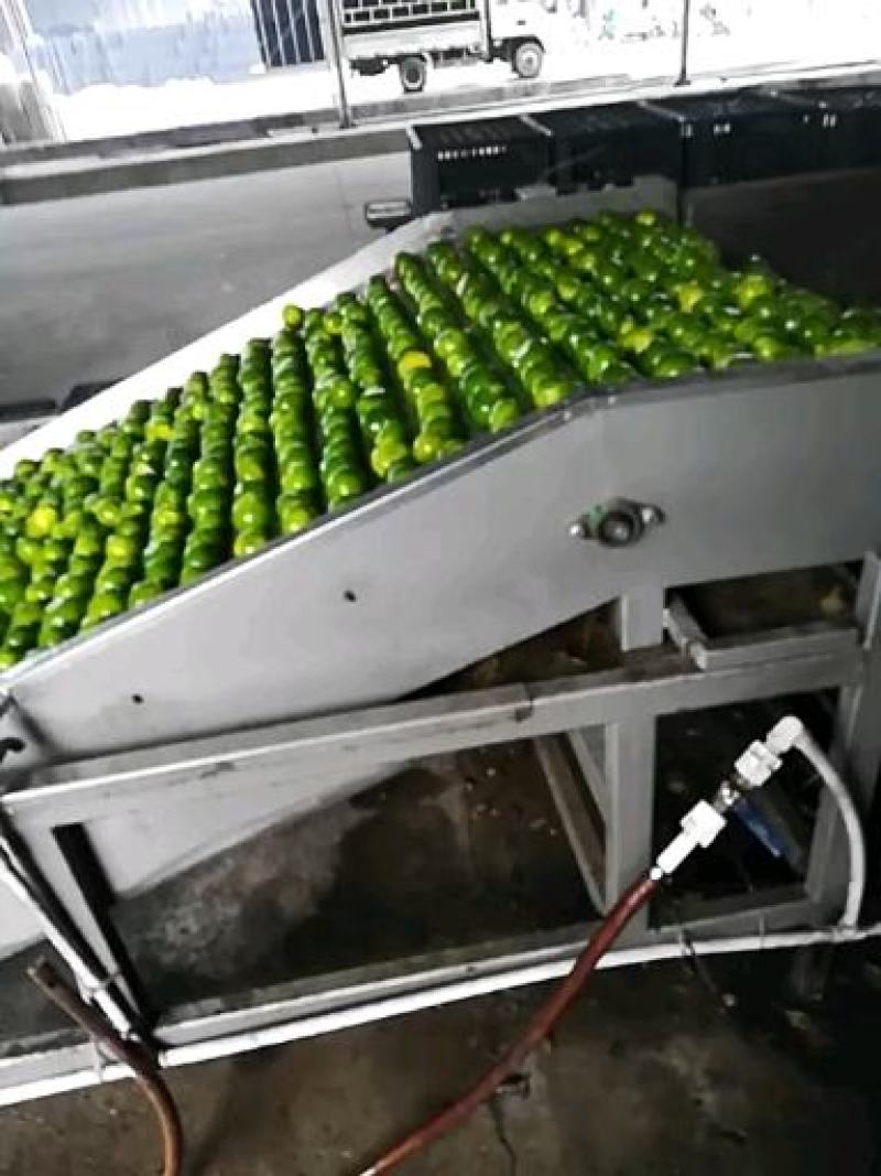 优选宜昌特早蜜桔柑桔果形好细皮汁水多