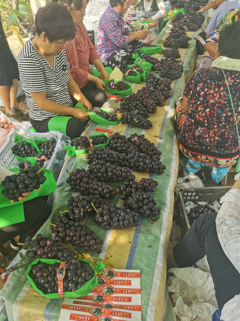 夏黑京亚大量成熟冷棚夏黑