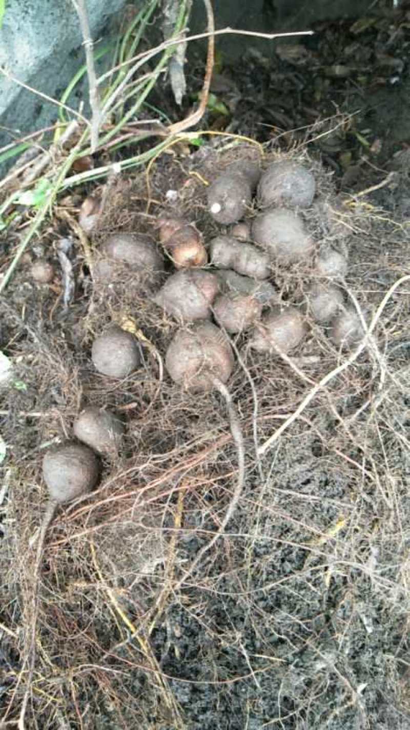 三叶青新鲜货500g金线吊葫芦广西山里采摘白肉干货石老鼠