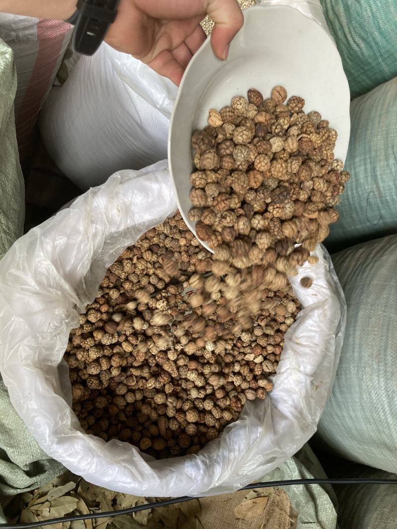 草寇草扣老豆蔻飞雷子去腥解腻炖卤肉煲汤香料足干无硫可打粉