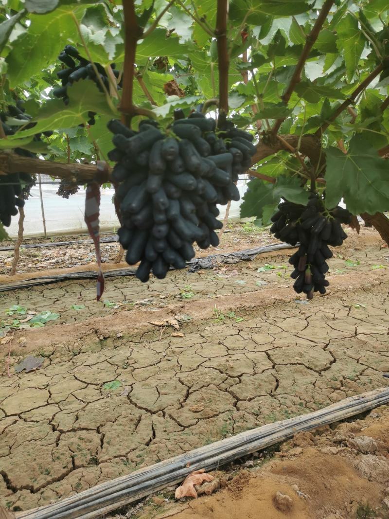 蓝宝石大棚蓝宝石雨棚蓝宝石大量成熟果面漂亮口感好