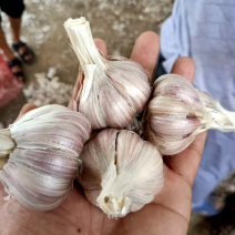 川蒜种，苔蒜种，川蒜四川二水早蒜种，诚信经营