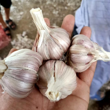 川蒜种，苔蒜种，川蒜四川二水早蒜种，诚信经营