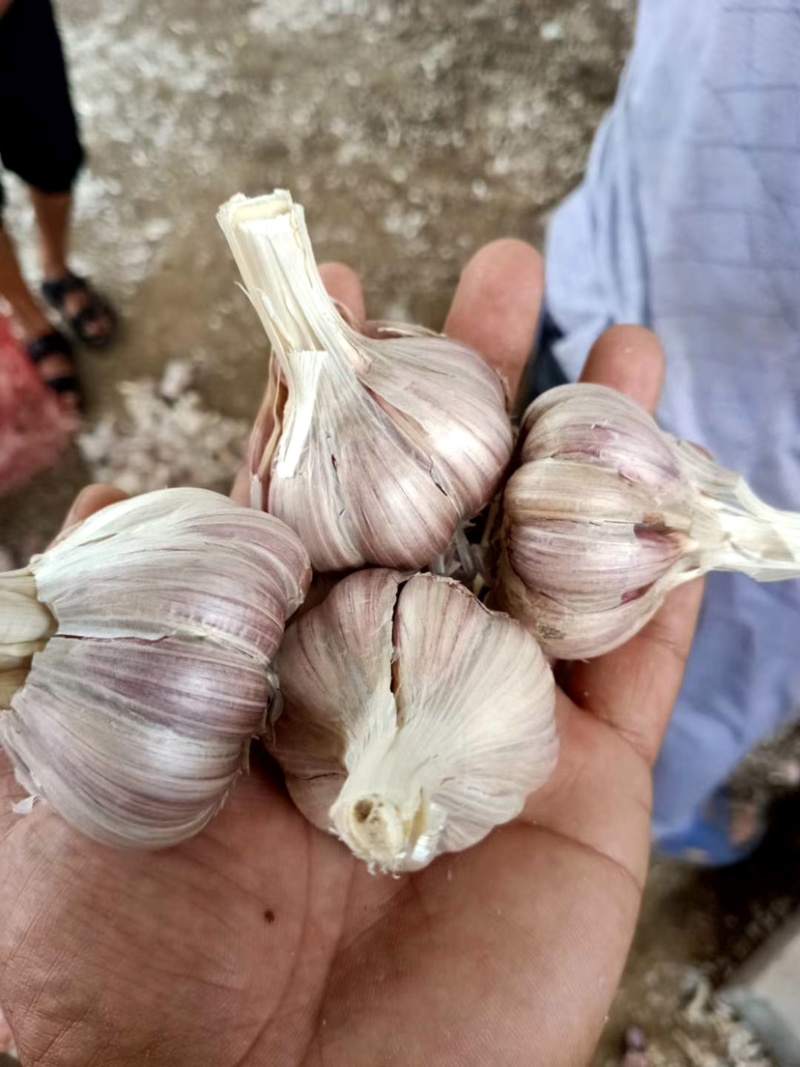 川蒜种，苔蒜种，川蒜四川二水早蒜种，诚信经营