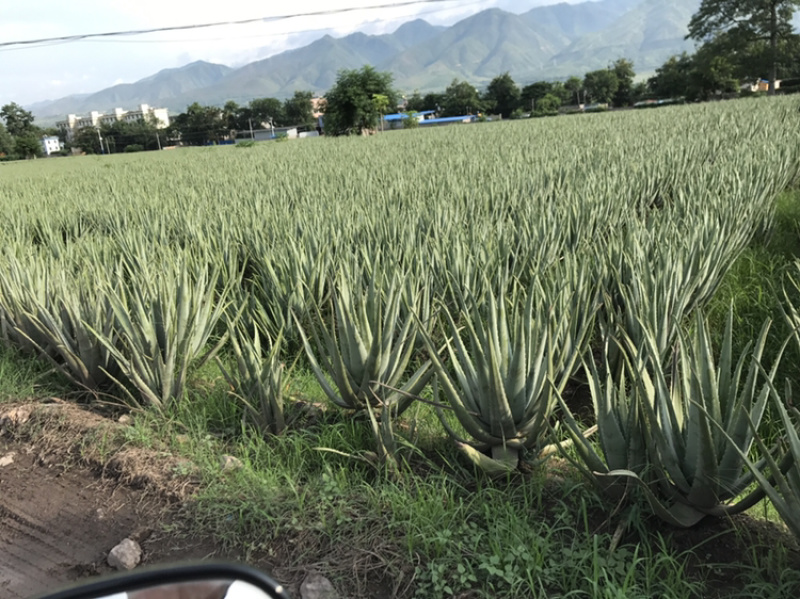 云南库拉索新鲜芦荟整棵盆栽净化空气dis吸甲醛