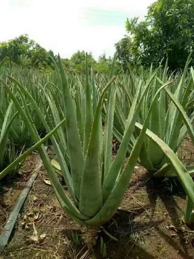 云南库拉索新鲜芦荟整棵盆栽净化空气dis吸甲醛