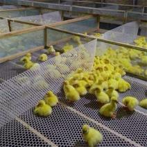 全新鸡鸭鹅漏粪网塑料平网漏粪板育雏网养殖网苗床网