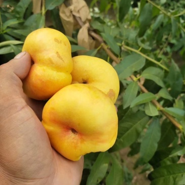 黄金油盘桃，桃中精品，高端桃子