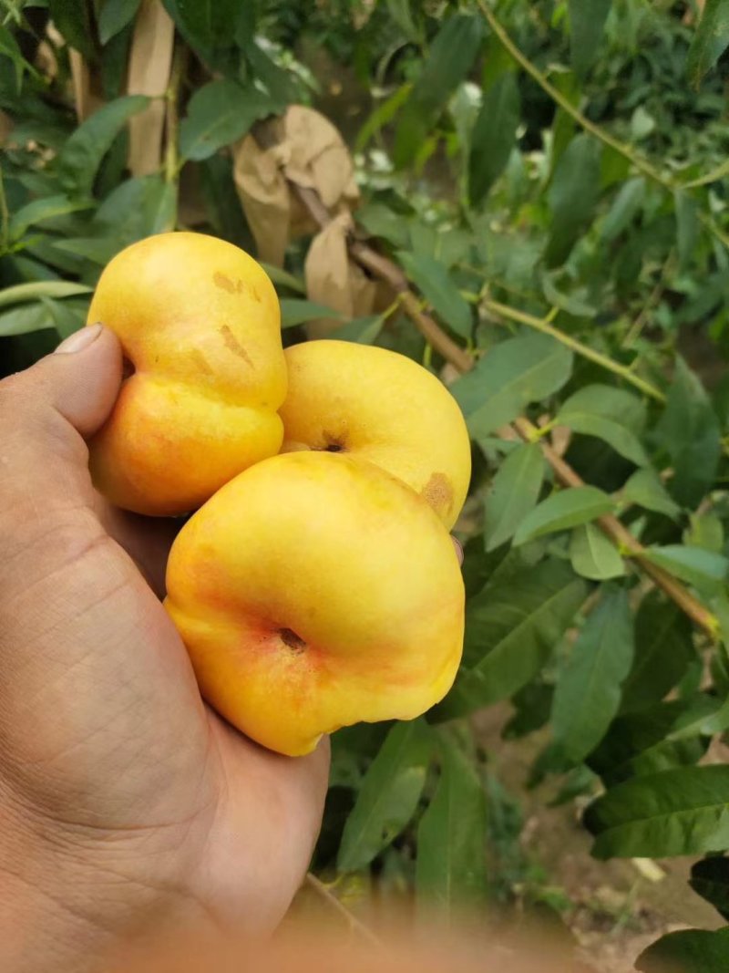 黄金油盘桃，桃中精品，高端桃子