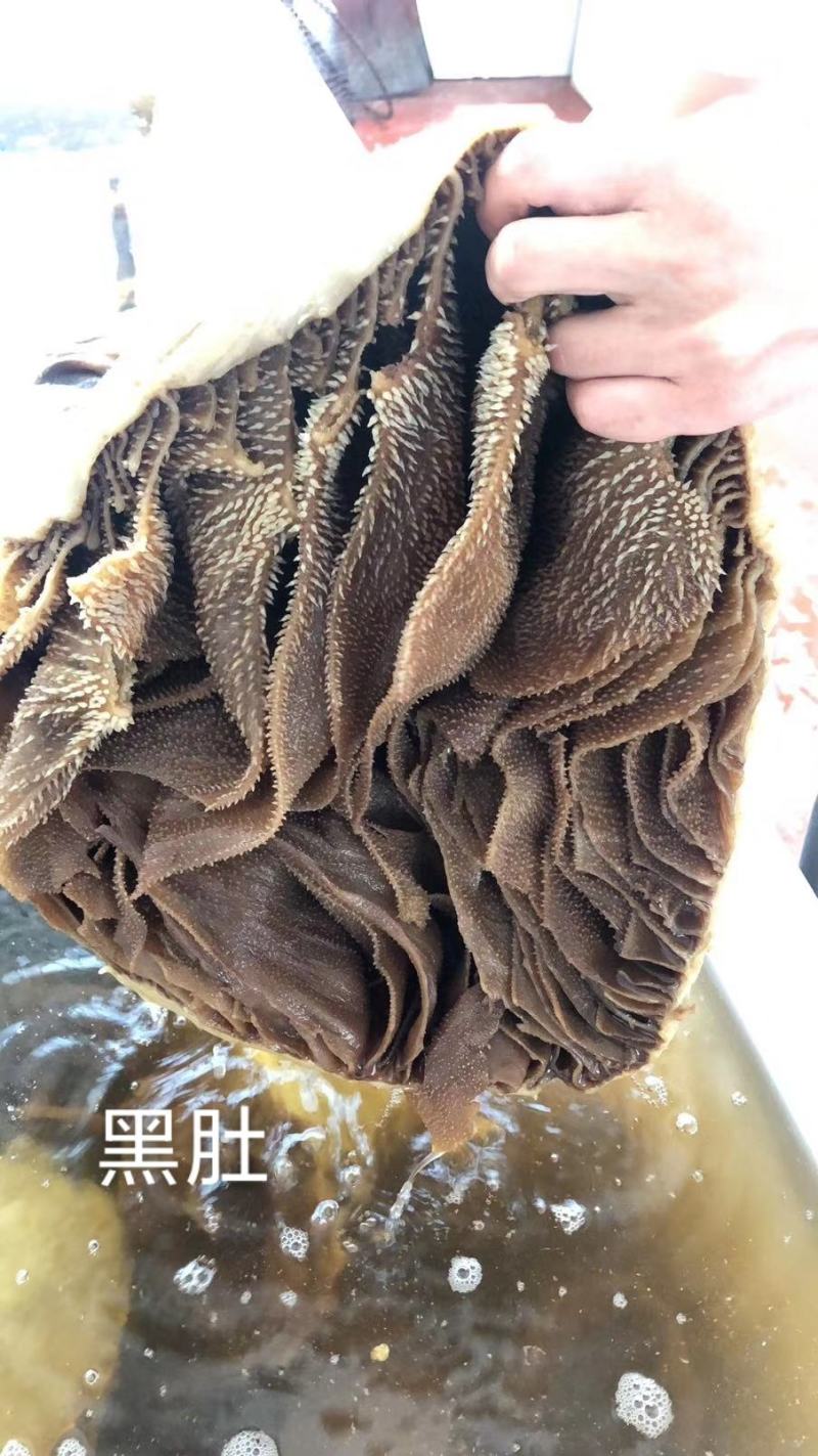 黑肚圆个毛肚黑千层整个牛肚