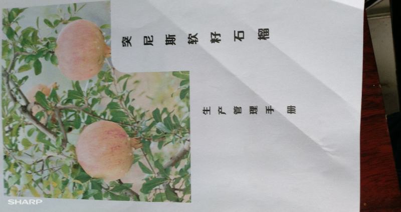 石榴老树果园现挖突尼斯软籽石榴大树盛果期盆栽庭院