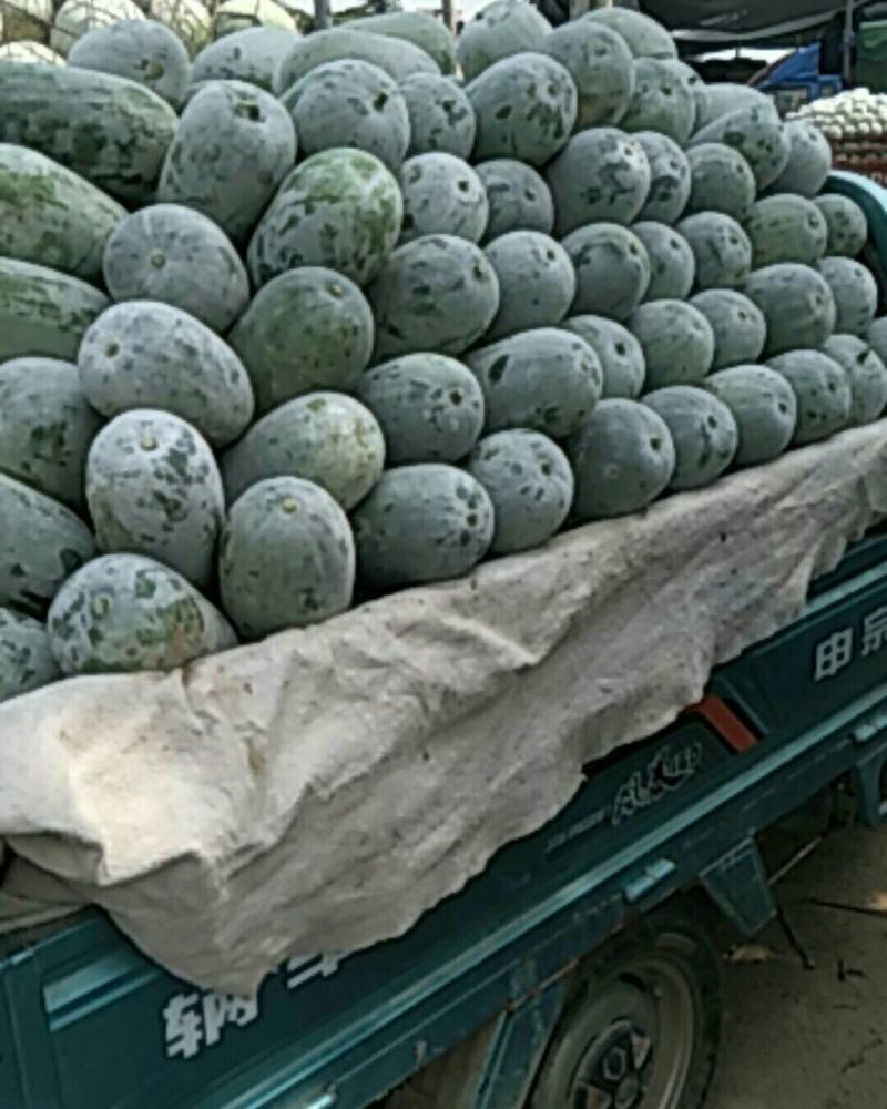 当季水果冬瓜，河南产地货源充足，质量好价格低，对接餐厅市场