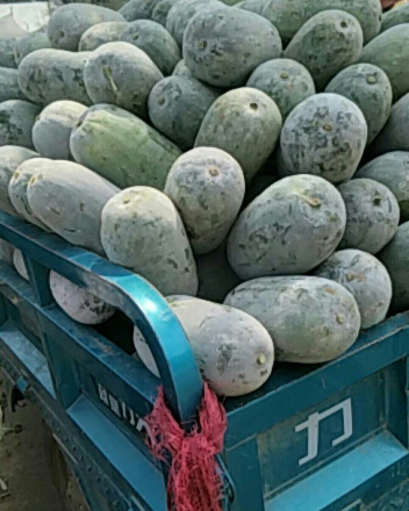 当季水果冬瓜，河南产地货源充足，质量好价格低，对接餐厅市场