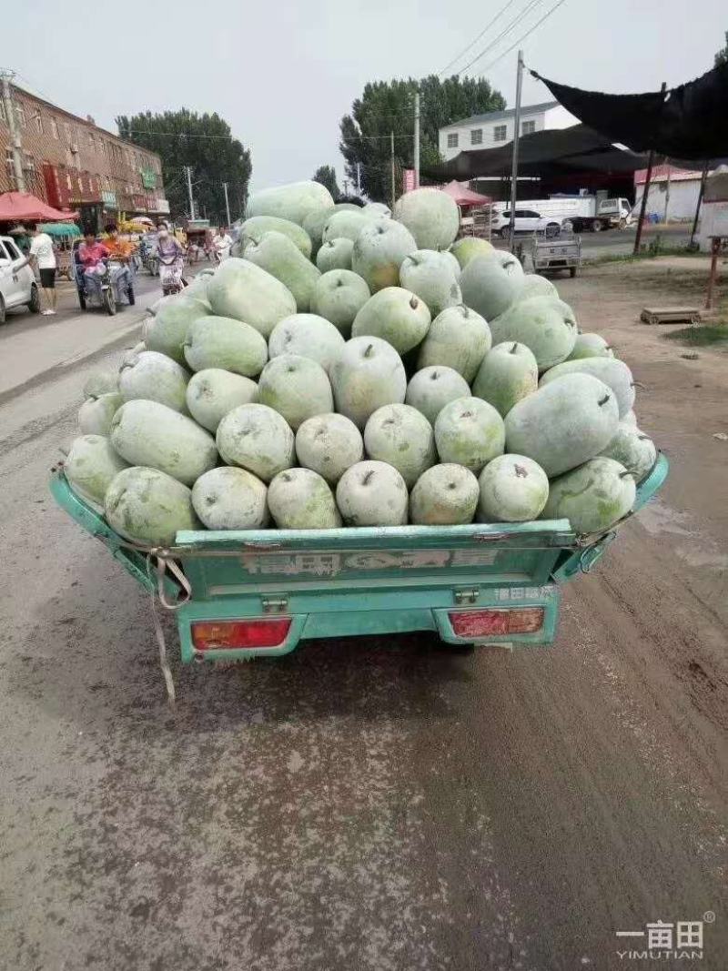 产地直供《一串玲小白瓜》诚信代办！货量充足！支持全国发货！