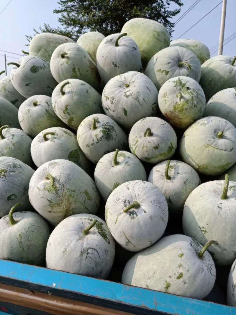 产地直供《一串玲小白瓜》诚信代办！货量充足！支持全国发货！