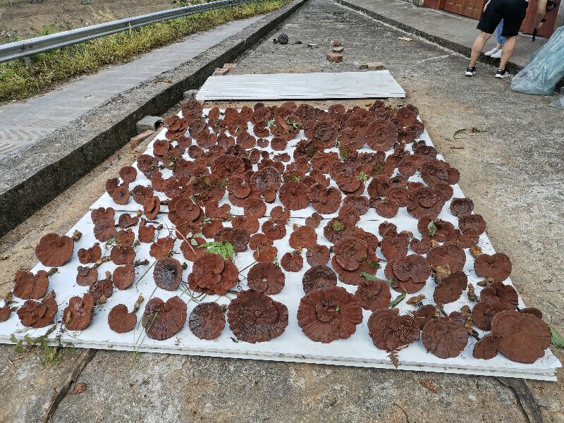 白边黑灵芝深加工产品展示图