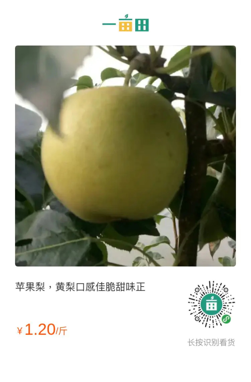 晚秋梨8月25号大量上市中