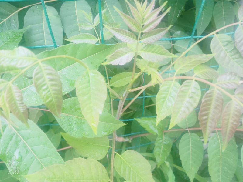 香辣香椿芽，纯手工制作，传统做法