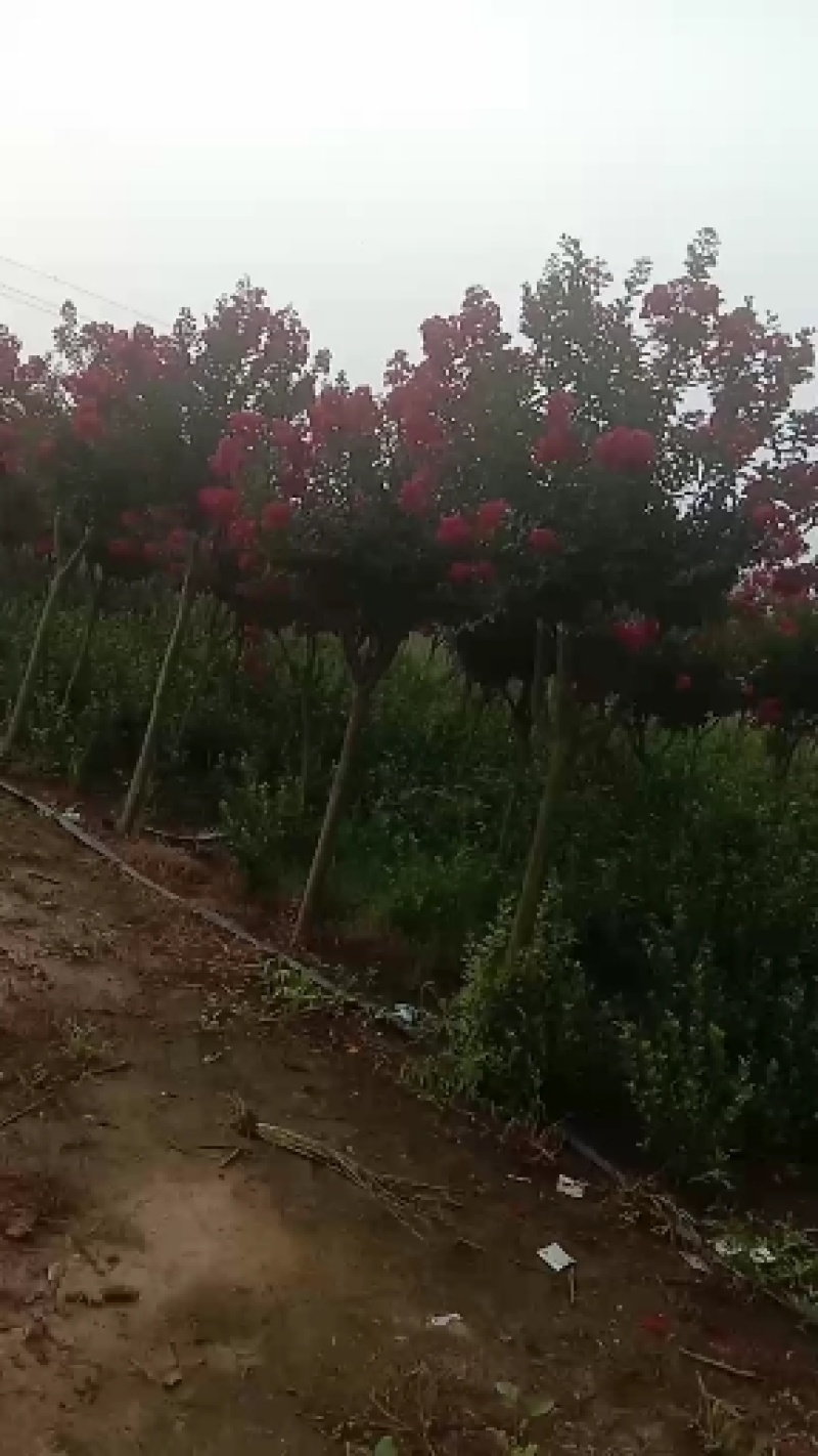 紫薇红花紫薇红紫薇红火箭小苗2-20公分