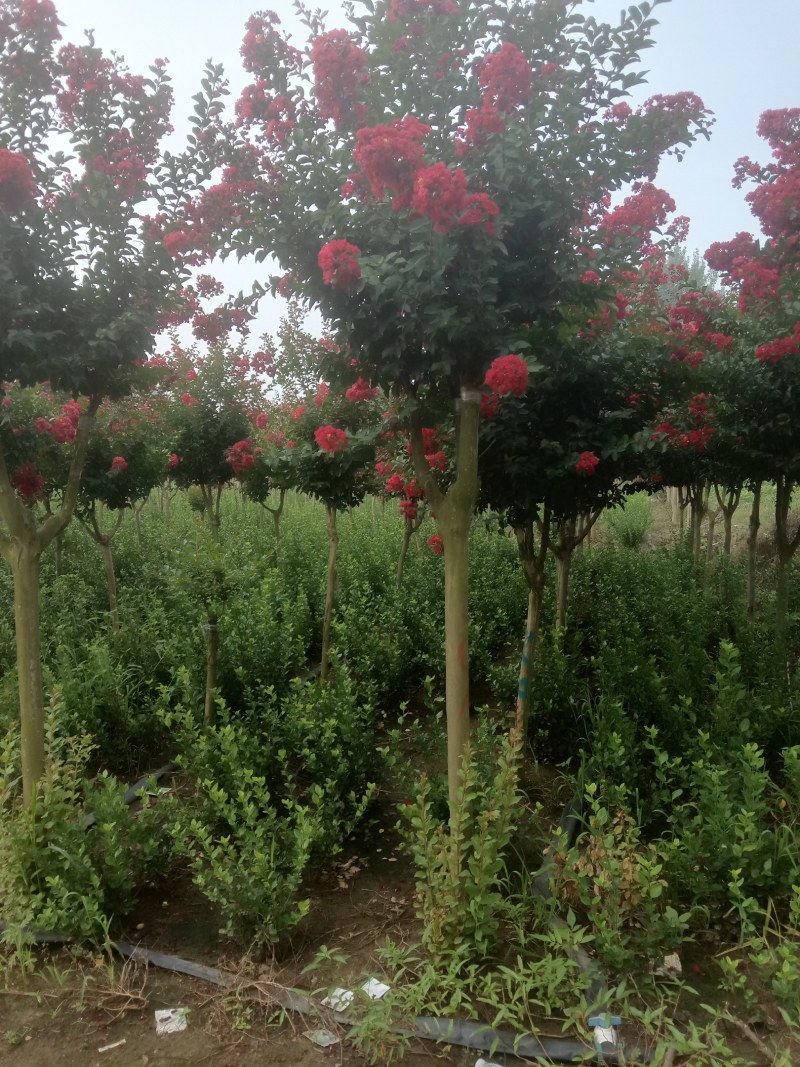 紫薇红花紫薇红紫薇红火箭小苗2-20公分