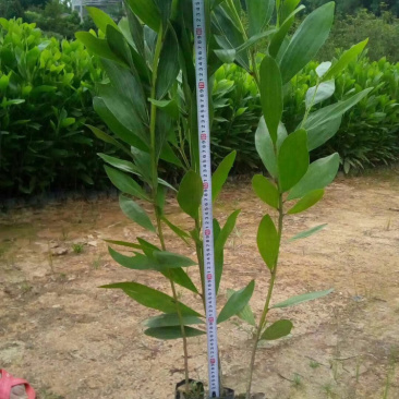 马占相思苗马占相思树苗造林绿化苗