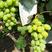 山西省[万亩优质维多利亚]葡萄销售种植基地