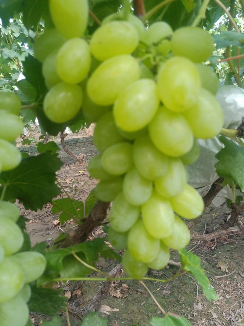 山西省[万亩优质维多利亚]葡萄销售种植基地