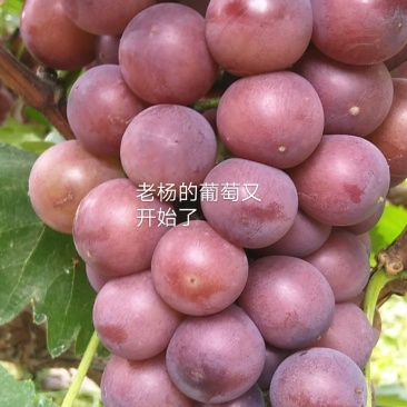 巨峰葡萄大量上市，欢迎来看货