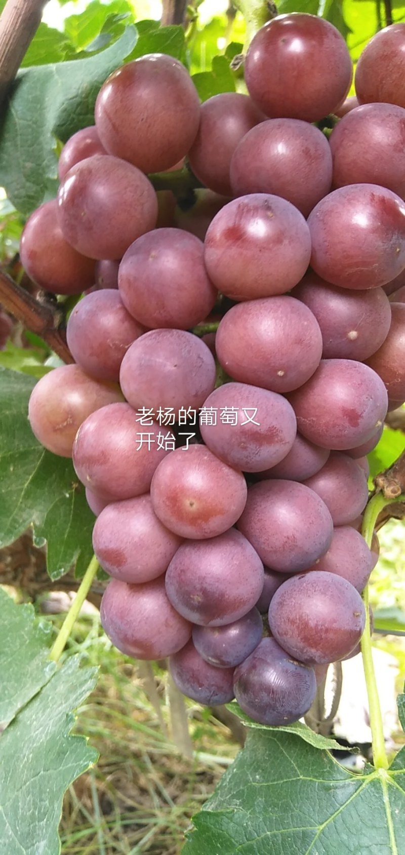 巨峰葡萄大量上市，欢迎来看货