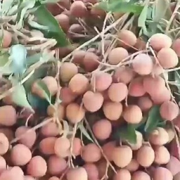 龙眼桂圆，福建产地大量上市