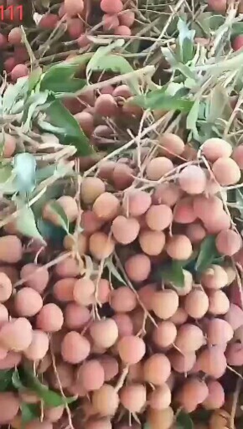 龙眼桂圆，福建产地大量上市