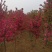 3公分紫薇，4公分，5公分紫薇，山西基地