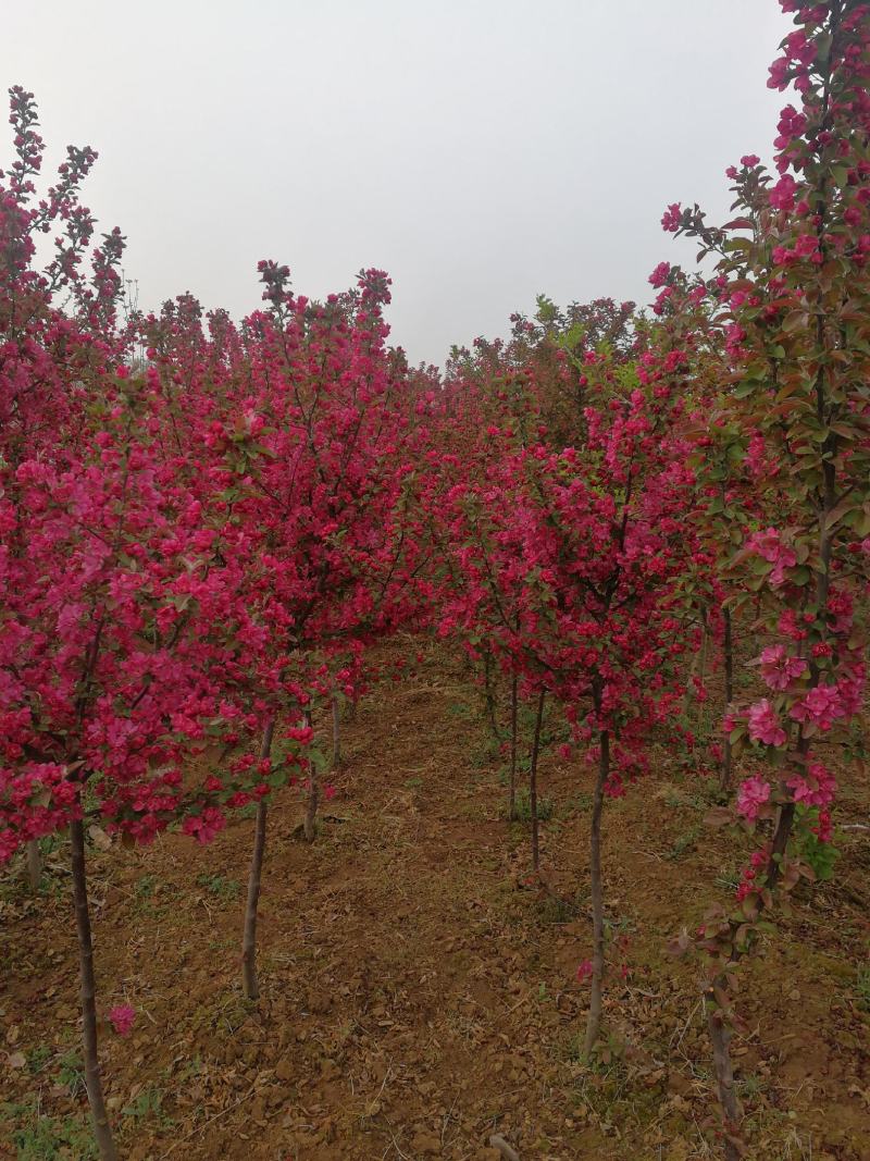 3公分紫薇，4公分，5公分紫薇，山西基地