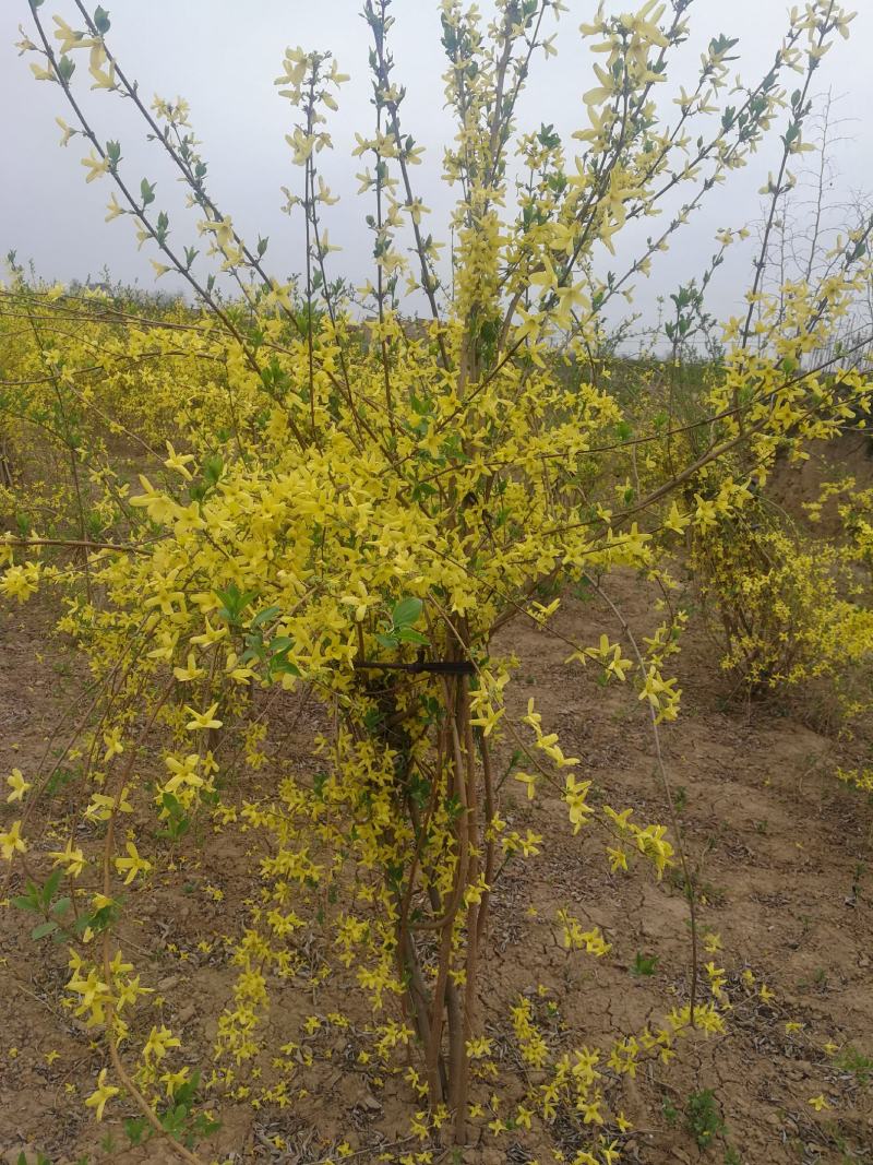 3公分紫薇，4公分，5公分紫薇，山西基地