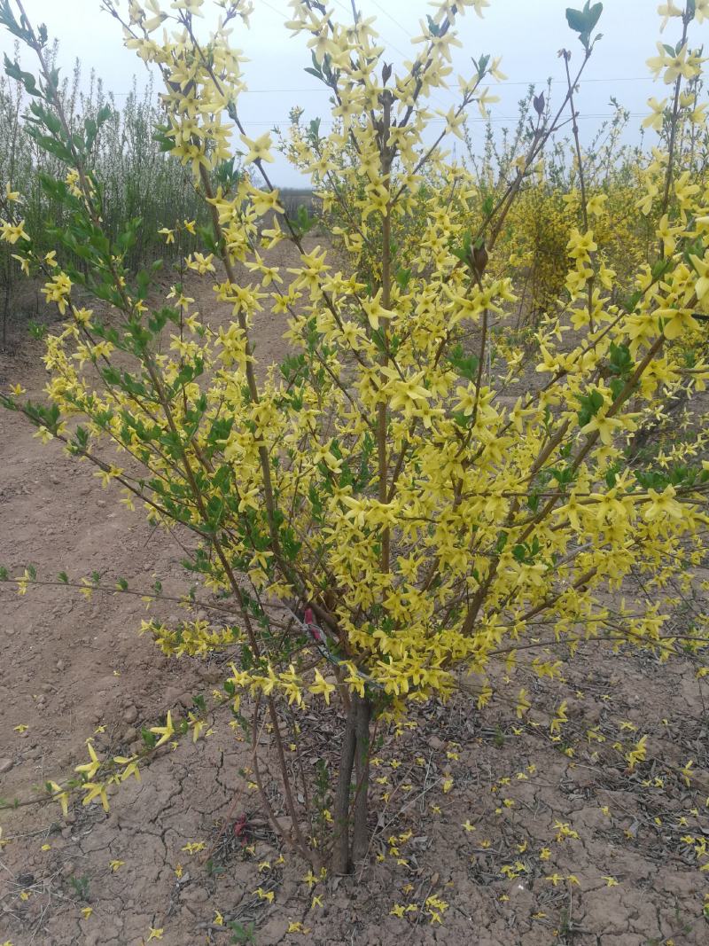 3公分紫薇，4公分，5公分紫薇，山西基地