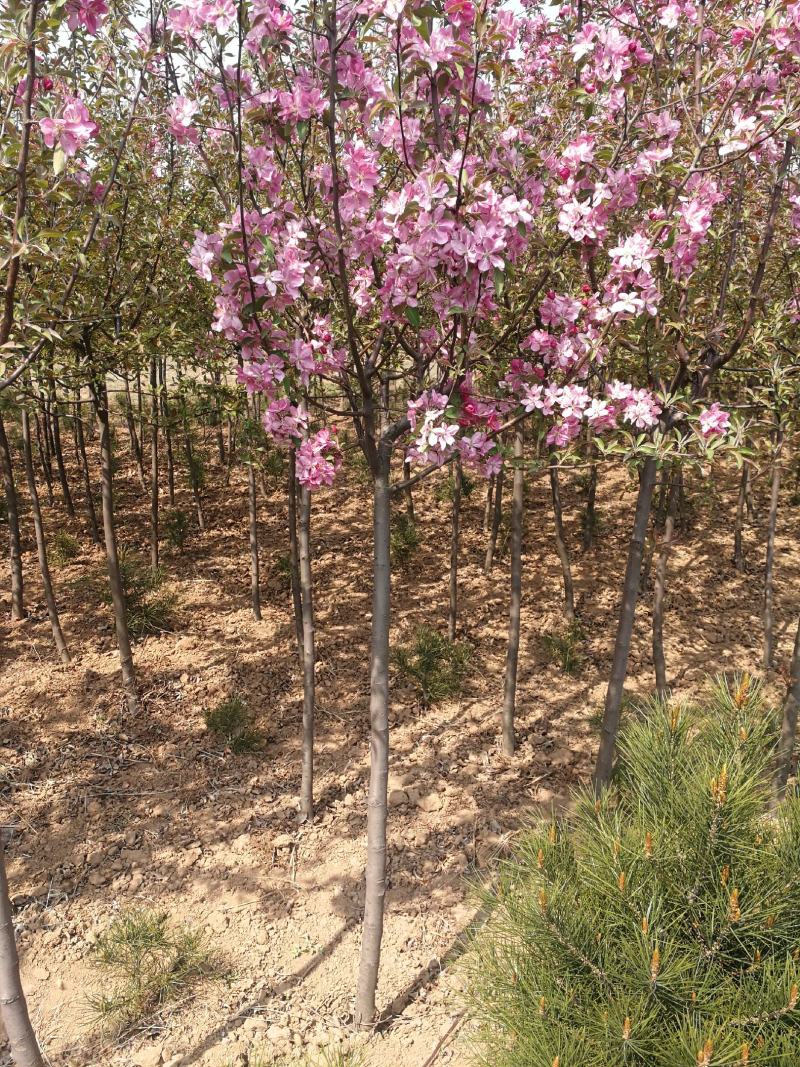 3公分紫薇，4公分，5公分紫薇，山西基地