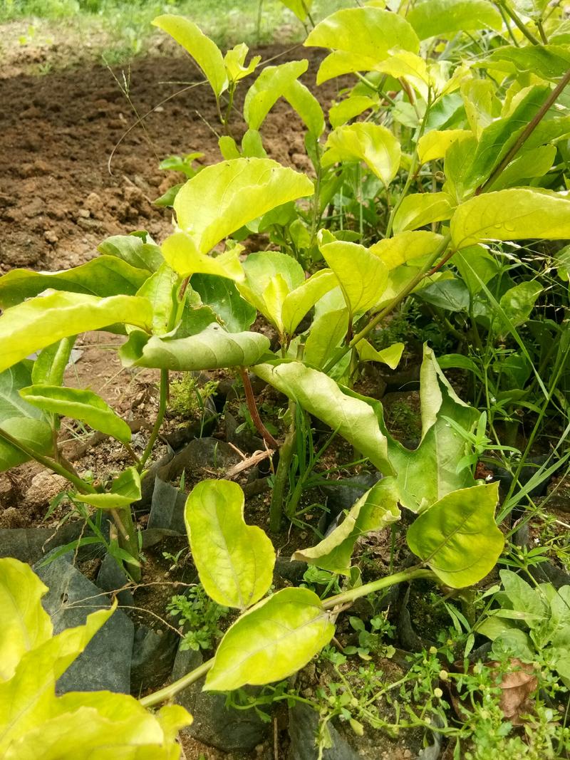 黄金百香果苗（0.3-0.6米高）