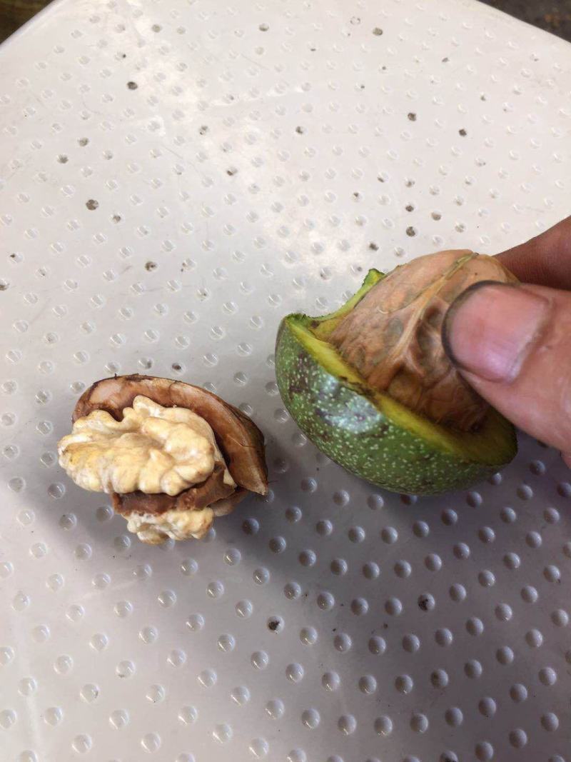 大凉山绿色核桃去皮带皮的都有，量大的话价格好商量！