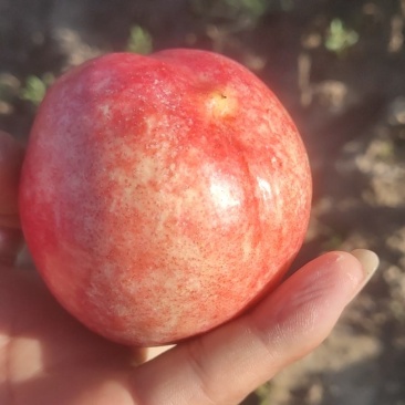 秦安油桃好吃又脆，想要的来过来品尝一下。